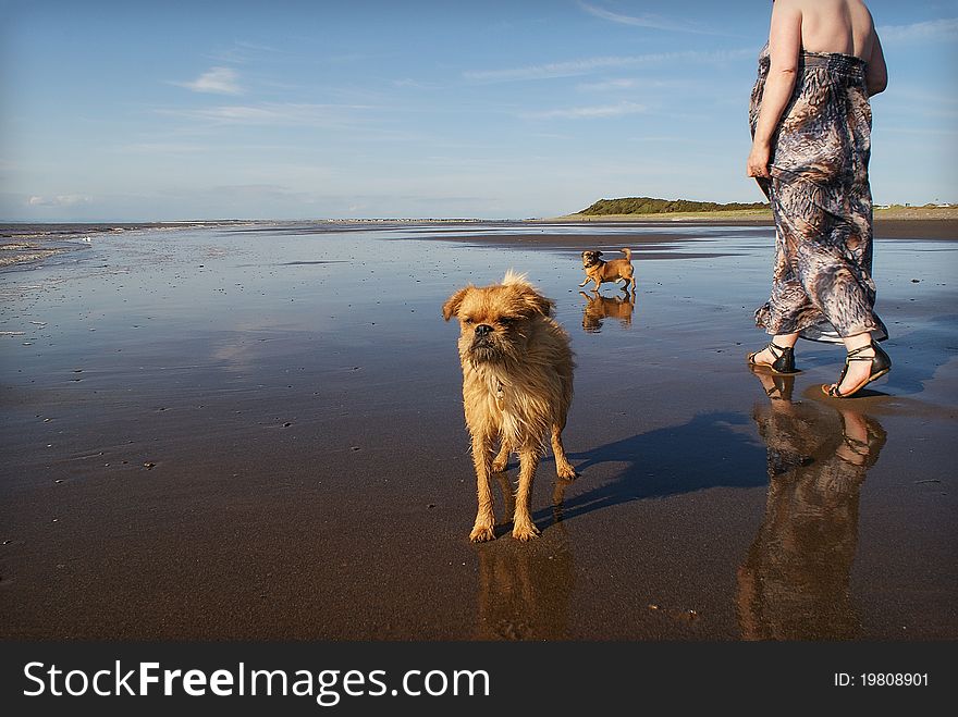 2 dogs being walked on a beach with reflections. 2 dogs being walked on a beach with reflections.