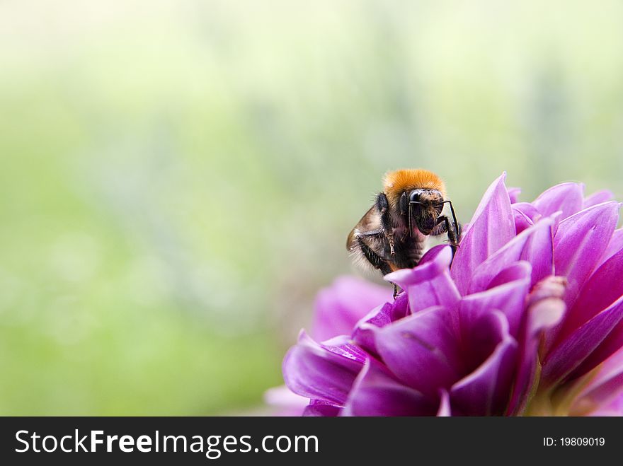 A busy bee on a purple flower with a shallow background. A busy bee on a purple flower with a shallow background