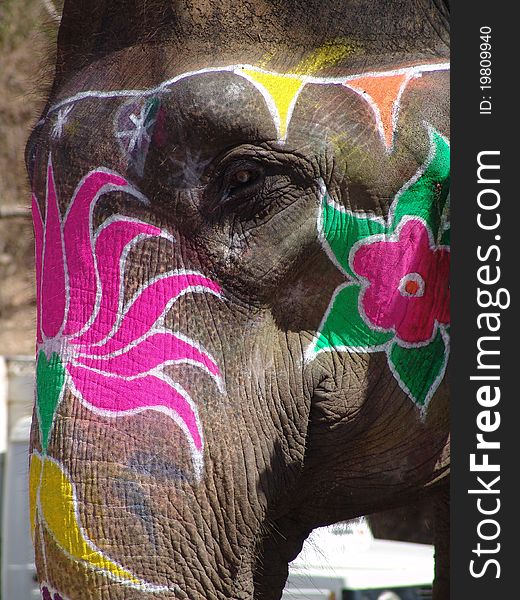 Elephant, Jaipur, India