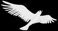 A Free Flying White Dove. Stock Photography
