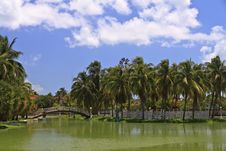 Islet With Palms And Foot-bridge In Park Royalty Free Stock Photography Islet With Palms And Foot-bridge In Park Royalty Free Stock Photography