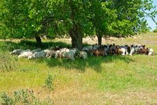 Herd Of Sheep And Goats Stock Photos Herd Of Sheep And Goats Stock Photos