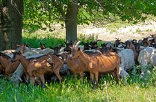 Herd Of Sheep And Goats Stock Photos Herd Of Sheep And Goats Stock Photos