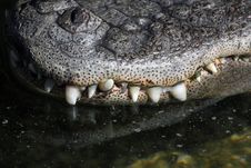 Alligator Royalty Free Stock Image Alligator Royalty Free Stock Image