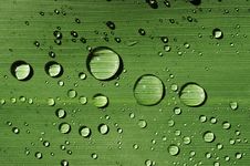 Leaf With Water Drops Stock Images Leaf With Water Drops Stock Images