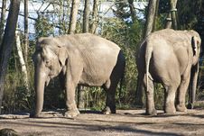Elephants Stock Photography Elephants Stock Photography