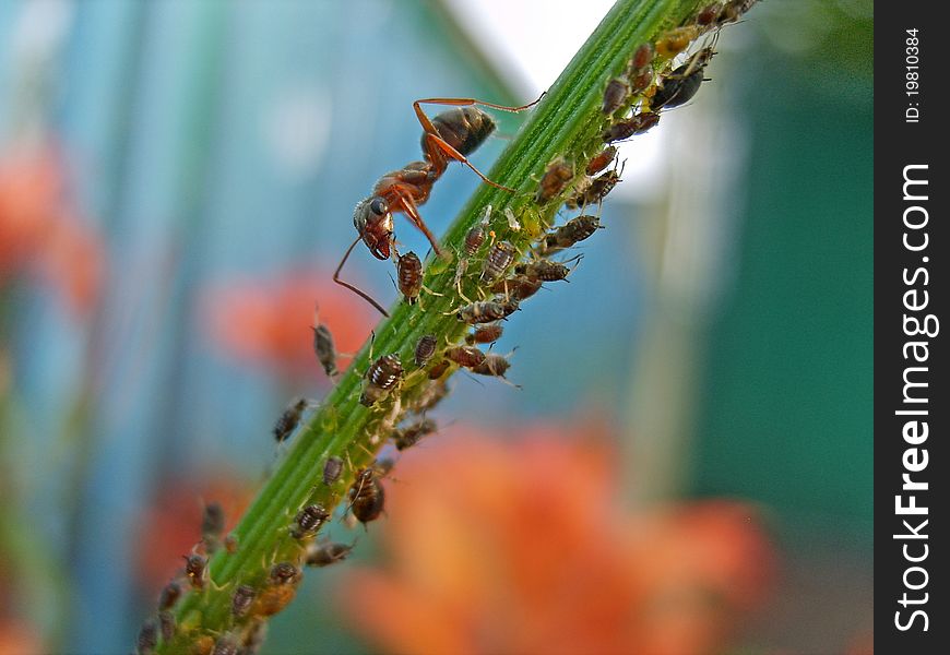 The ant is milking the greenfly on a stem of a flower