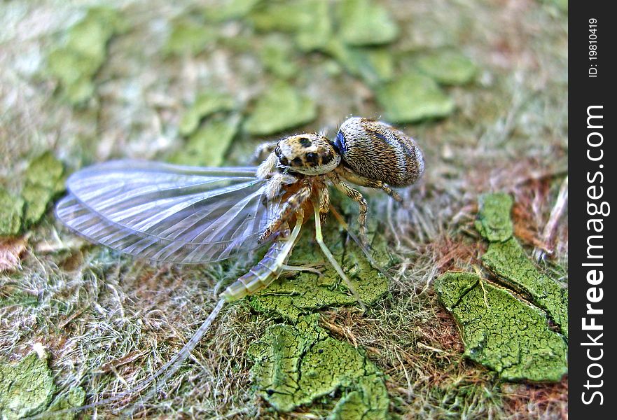 The little spider has caught an ephemera. The little spider has caught an ephemera