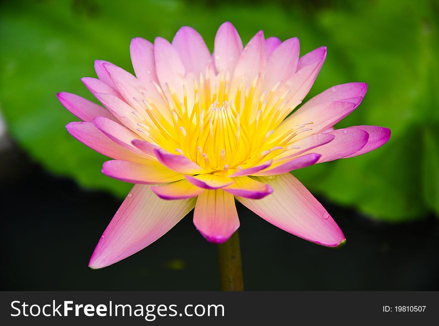 Pink waterlily at Phatumthani Province, Thailand