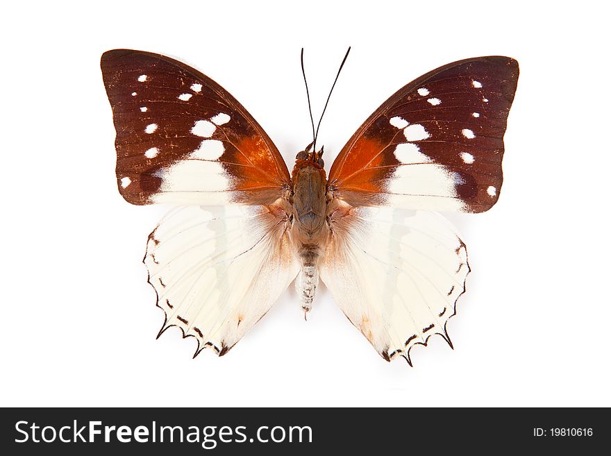 Black an white butterfly Charaxes hadrianus isolated on white background. Black an white butterfly Charaxes hadrianus isolated on white background