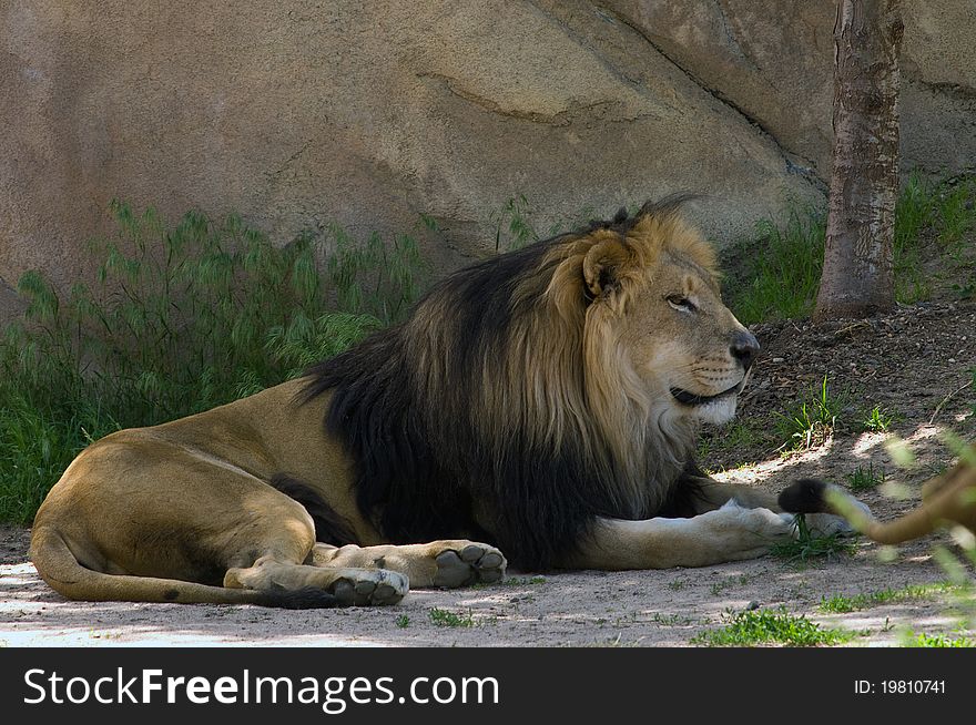 Big Lion Resting in the Shade