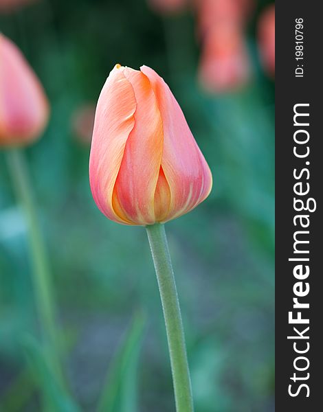 A tulip isolated in front of a cream colored background.