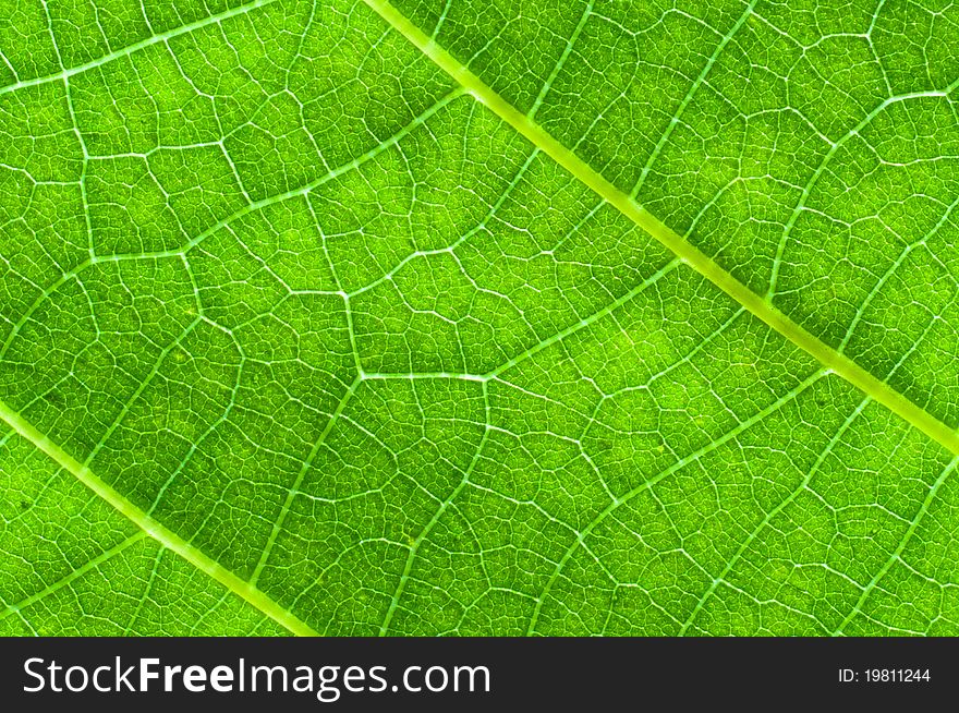 Green leaf texture with veins