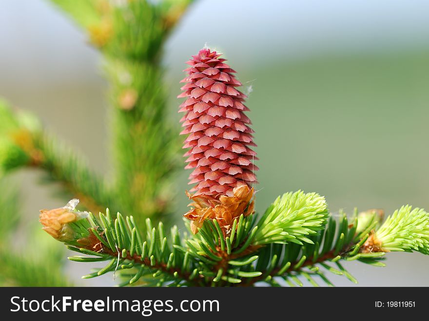 Red pine cone on evergreen tree. Red pine cone on evergreen tree