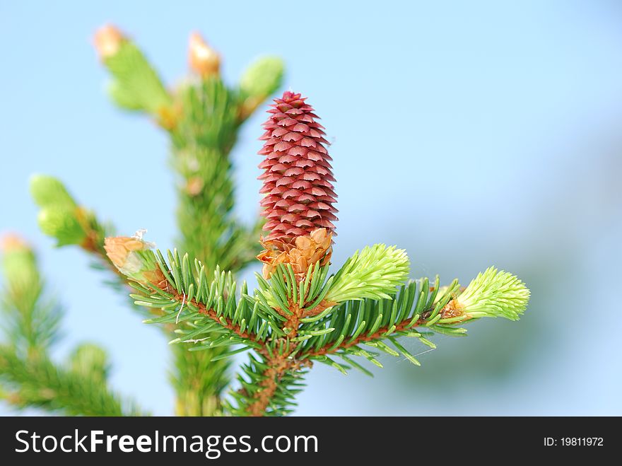 Red pine cone on evergreen tree, springtime. Red pine cone on evergreen tree, springtime