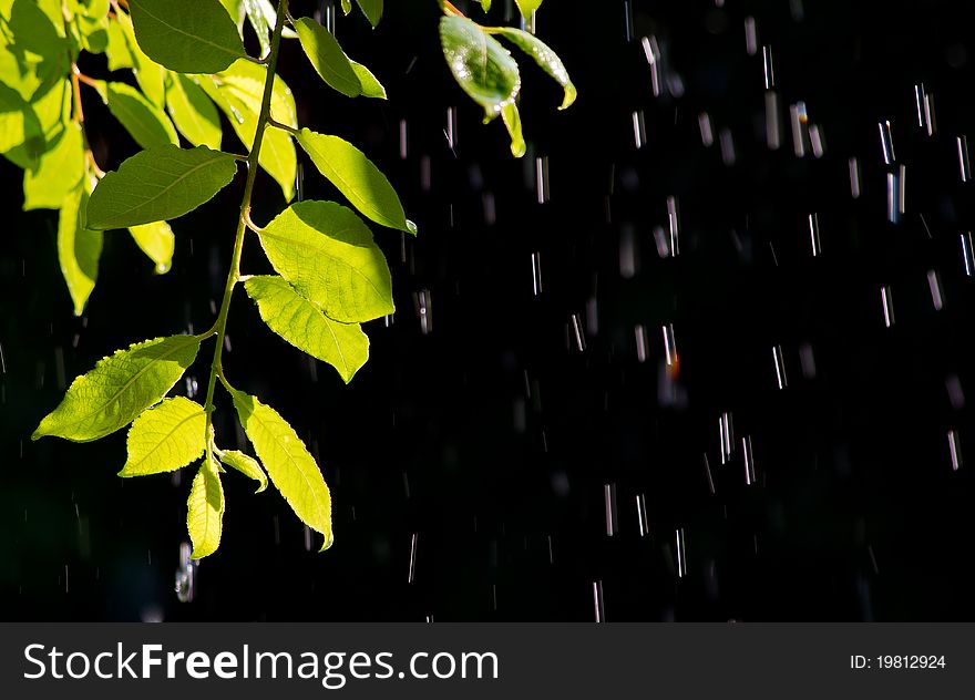 Branch in the spring rain. Branch in the spring rain