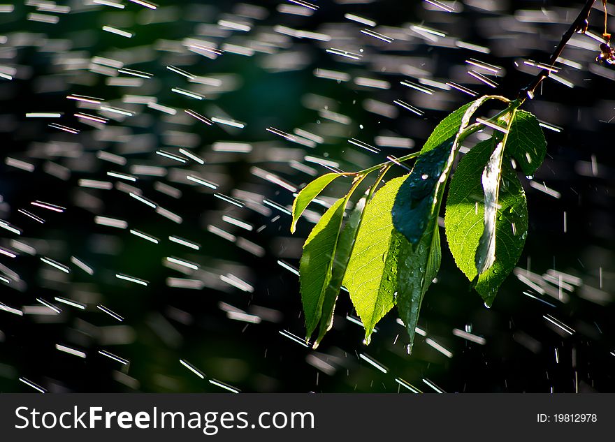 Branch In The Rain