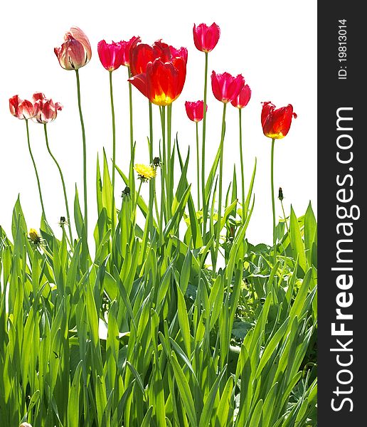 Color photograph of red tulips. Color photograph of red tulips