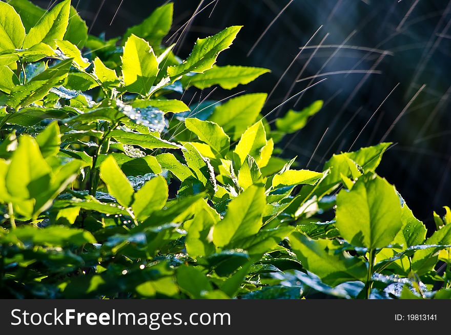 Bush in the spring rain. Bush in the spring rain