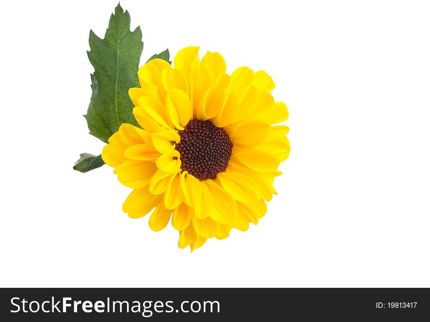 Yellow flower  isolated on a white background