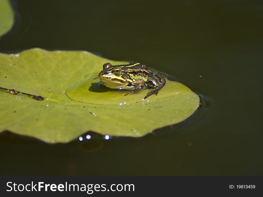 Frog on a green leaf in a pond