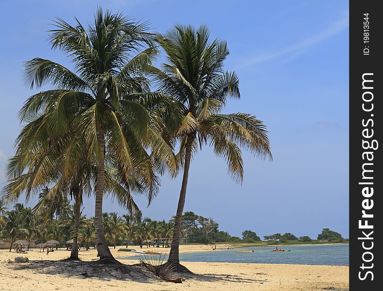 Coconut palms on Caribbean beach, Cuba