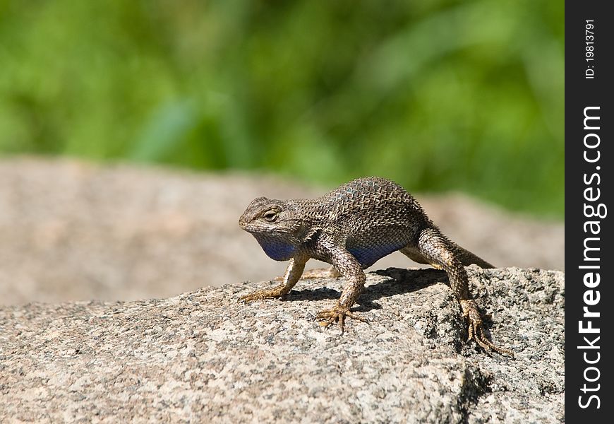 Western fence swift lizard warming up in the sun.