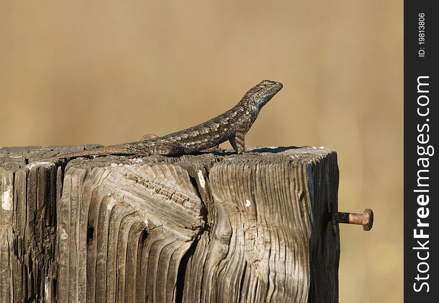 Western fence swift lizard warming up in the sun.