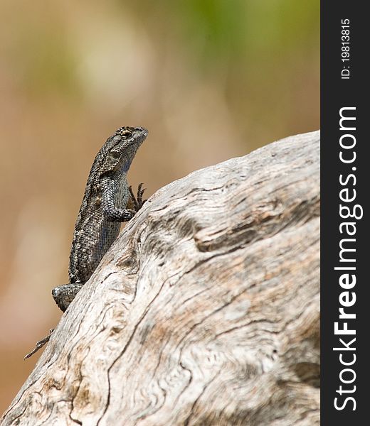 Western fence swift lizard warming up in the sun.