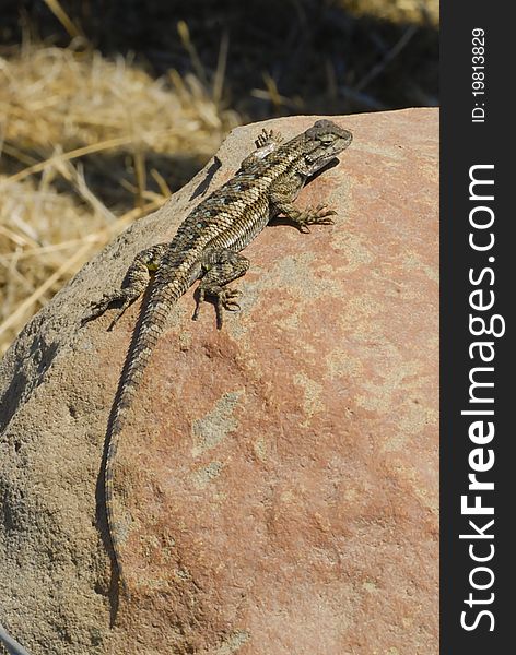 Western fence swift lizard warming up in the sun.