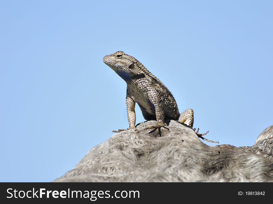 Western fence swift lizard warming up in the sun.