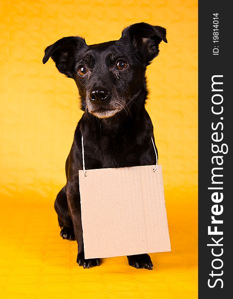 A black Jack Russell Terrier being happy, with a carton plate around its neck on a yellow background. A black Jack Russell Terrier being happy, with a carton plate around its neck on a yellow background.
