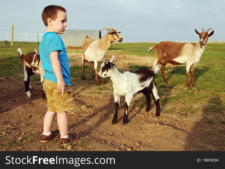 Small boy with his pet goats at the farm. Small boy with his pet goats at the farm