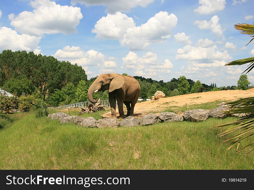 Picture of an elephant of africa