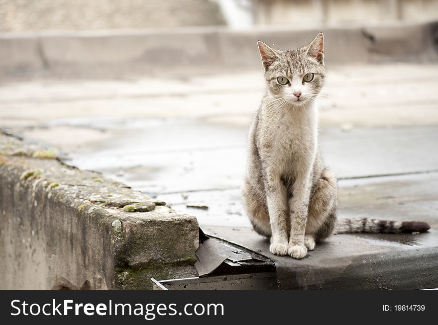 Picture of lonely cat on old roof. Picture of lonely cat on old roof.