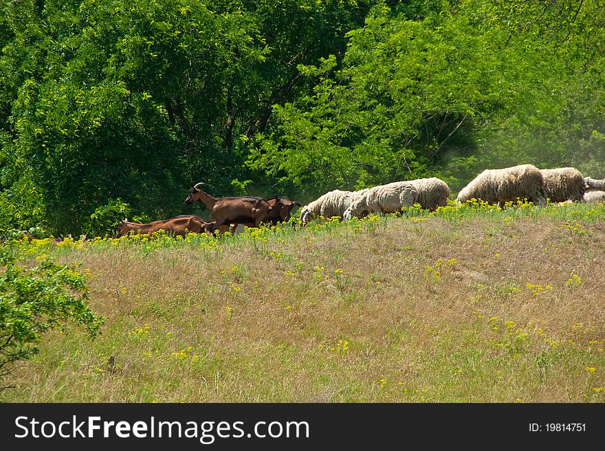 Herd of sheep and goats on morning pasture