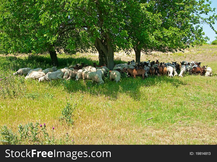 Herd of sheep and goats