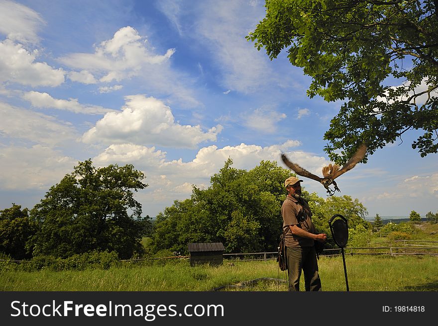 Falconer With Falcon Falco Cherrug .