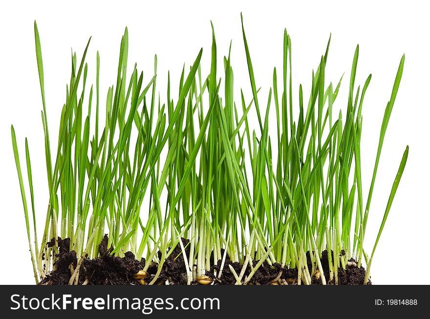 Fresh green wheat grass isolated on white background