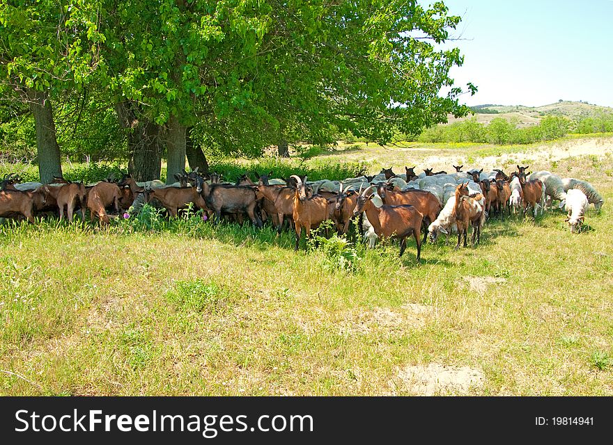 Herd of sheep and goats on morning pasture