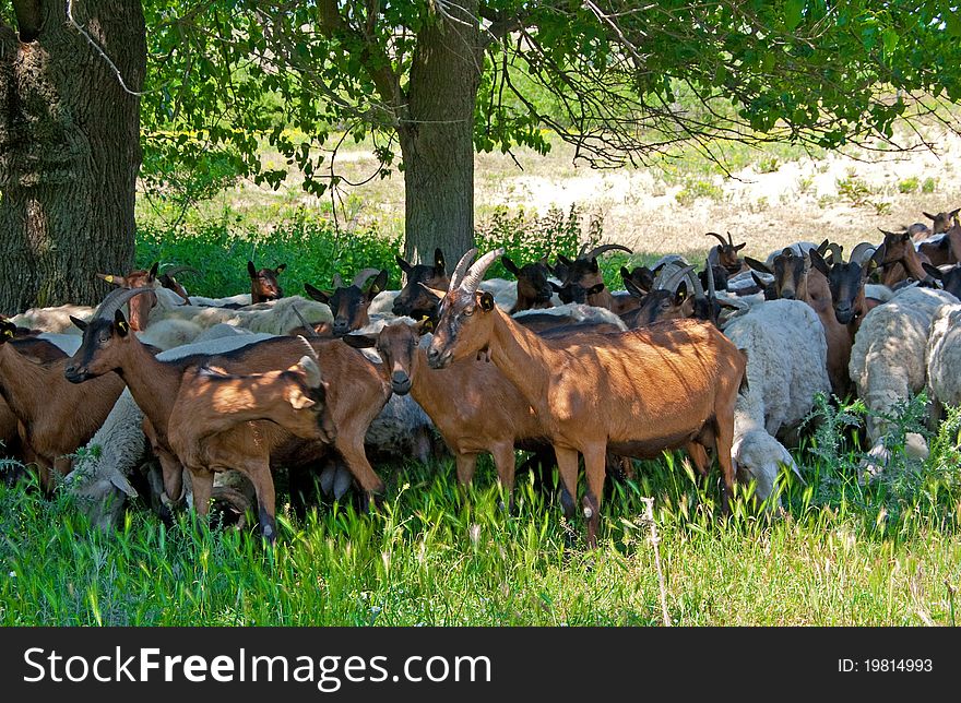 Herd of sheep and goats on morning pasture