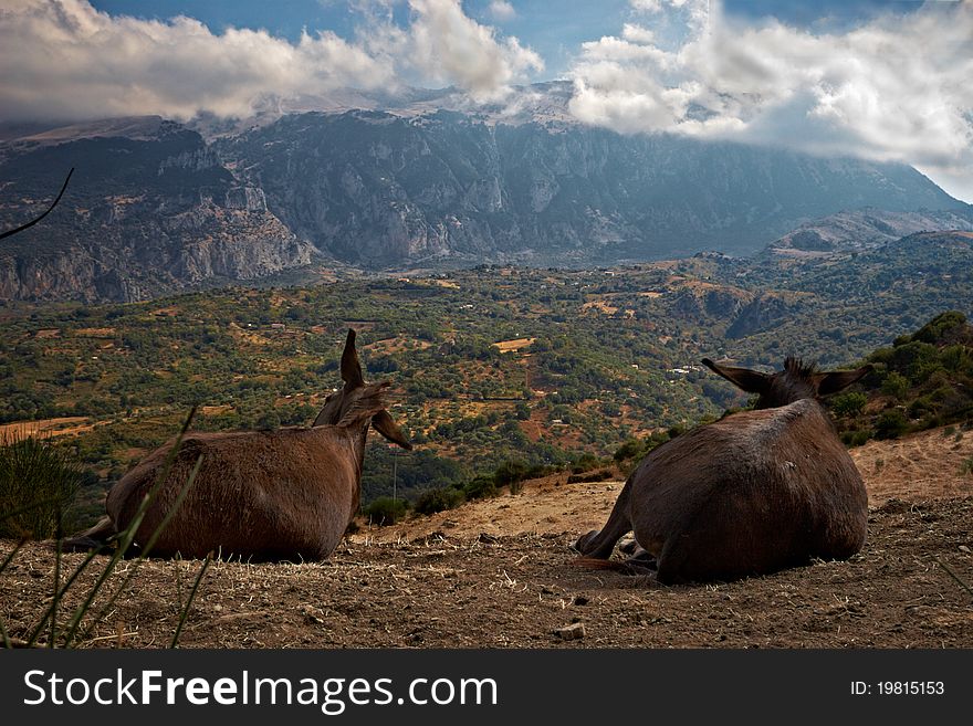 Donkeys Admire Landscape