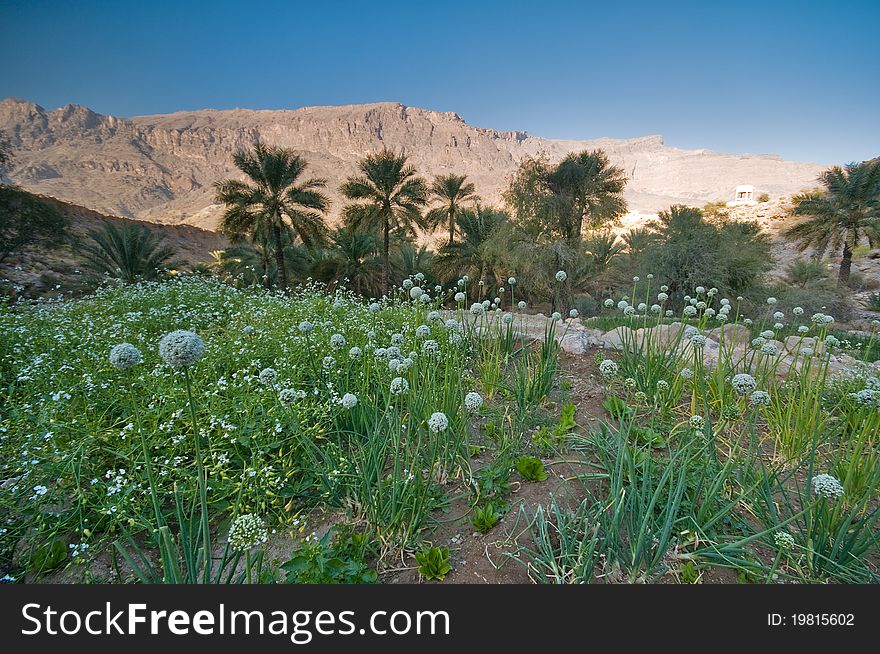 Landscape photo of onion field in Oman