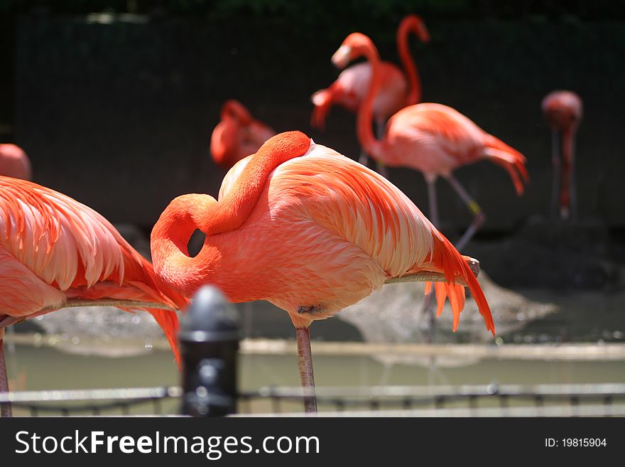 Image of a pink flamingos standing in the beautiful sunny day