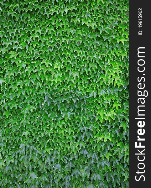 Green leaf background