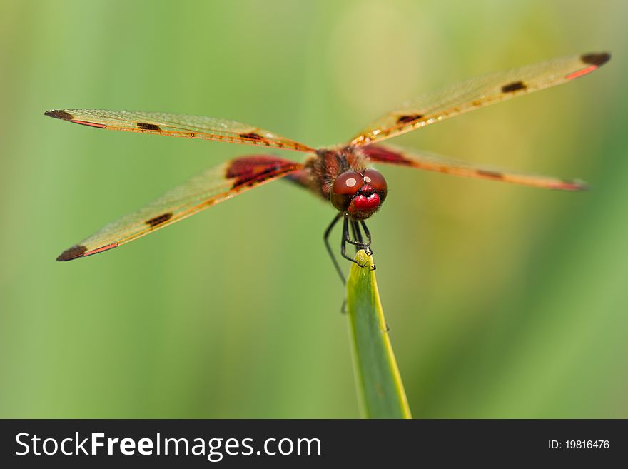 Male Calico Pennant Dragonfly on a green leaf. Male Calico Pennant Dragonfly on a green leaf