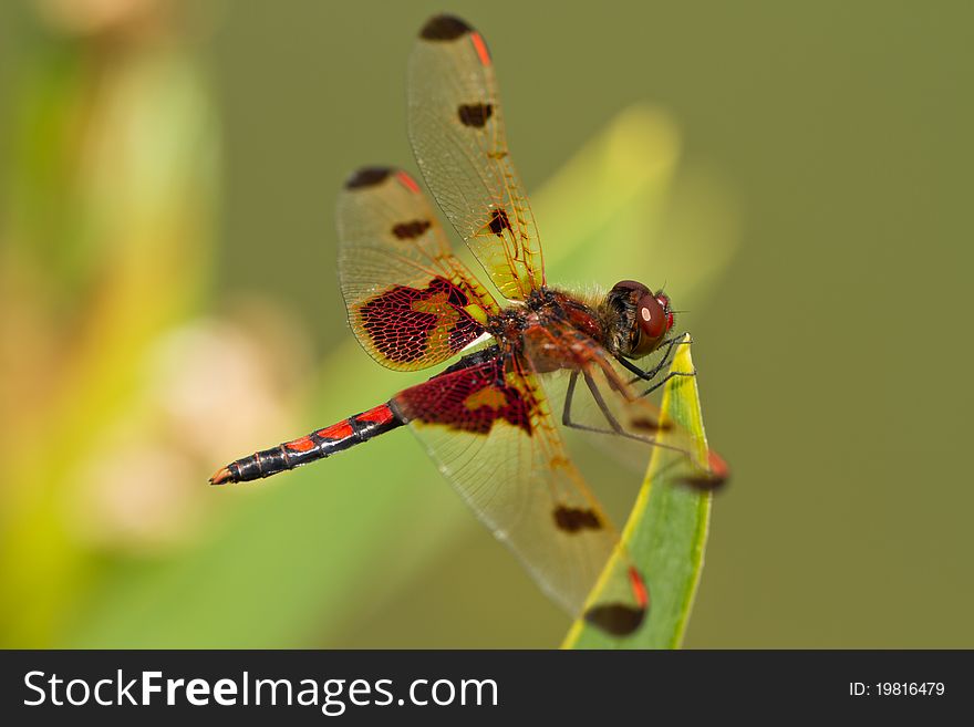 Male Calico Pennant Dragonfly on a green leaf. Male Calico Pennant Dragonfly on a green leaf
