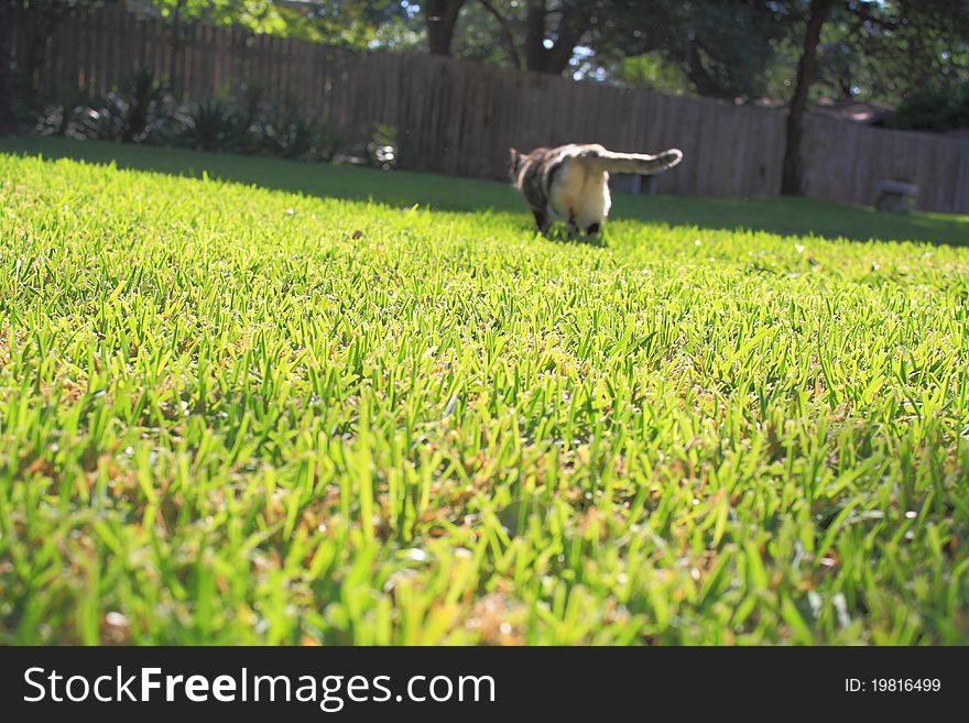 Back of cat walking away on green grassy lawn. Back of cat walking away on green grassy lawn