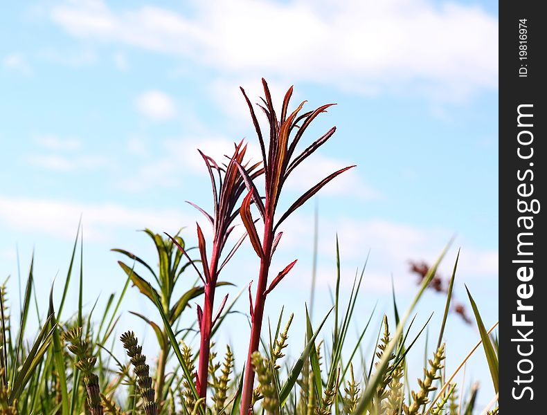 Edible fireweed in the spring