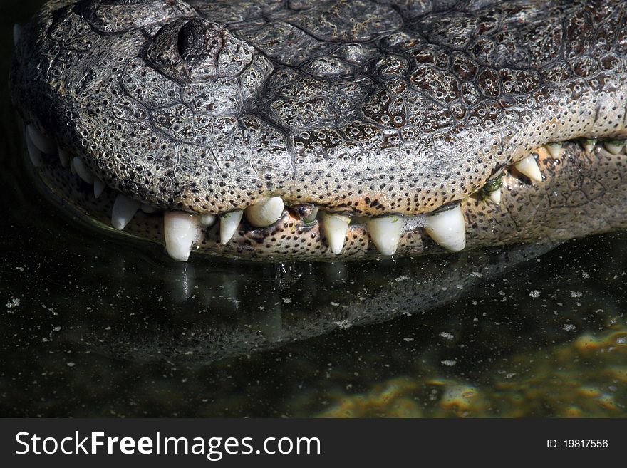 Alligator Close Up Teeth Texture Detail